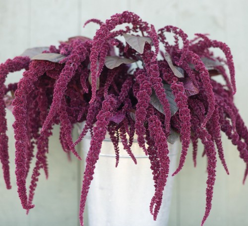 Amaranth Ruby